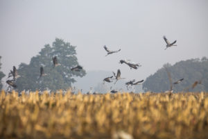 Cranes in Mecklenburg-Vorpommern Cranes in Mecklenburg-Vorpommern
